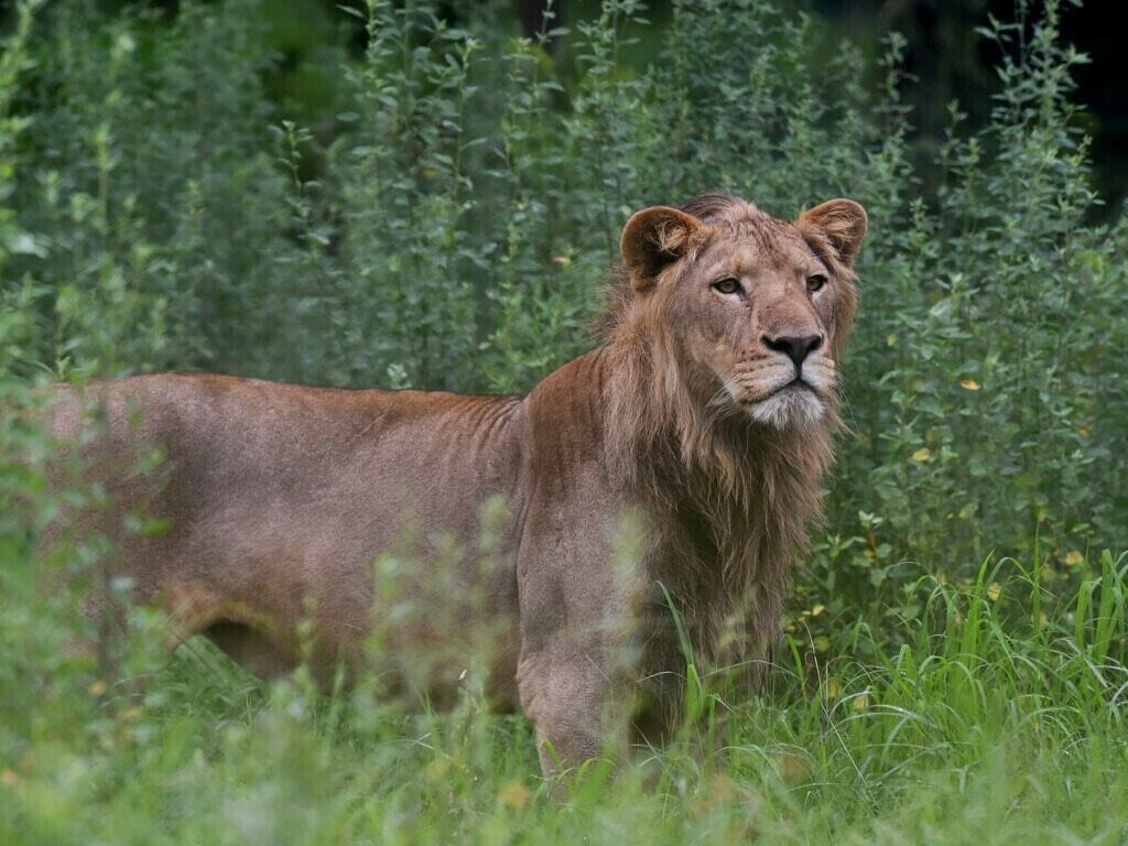 Protecting What Matters Expert Wildlife Services You Can Trust