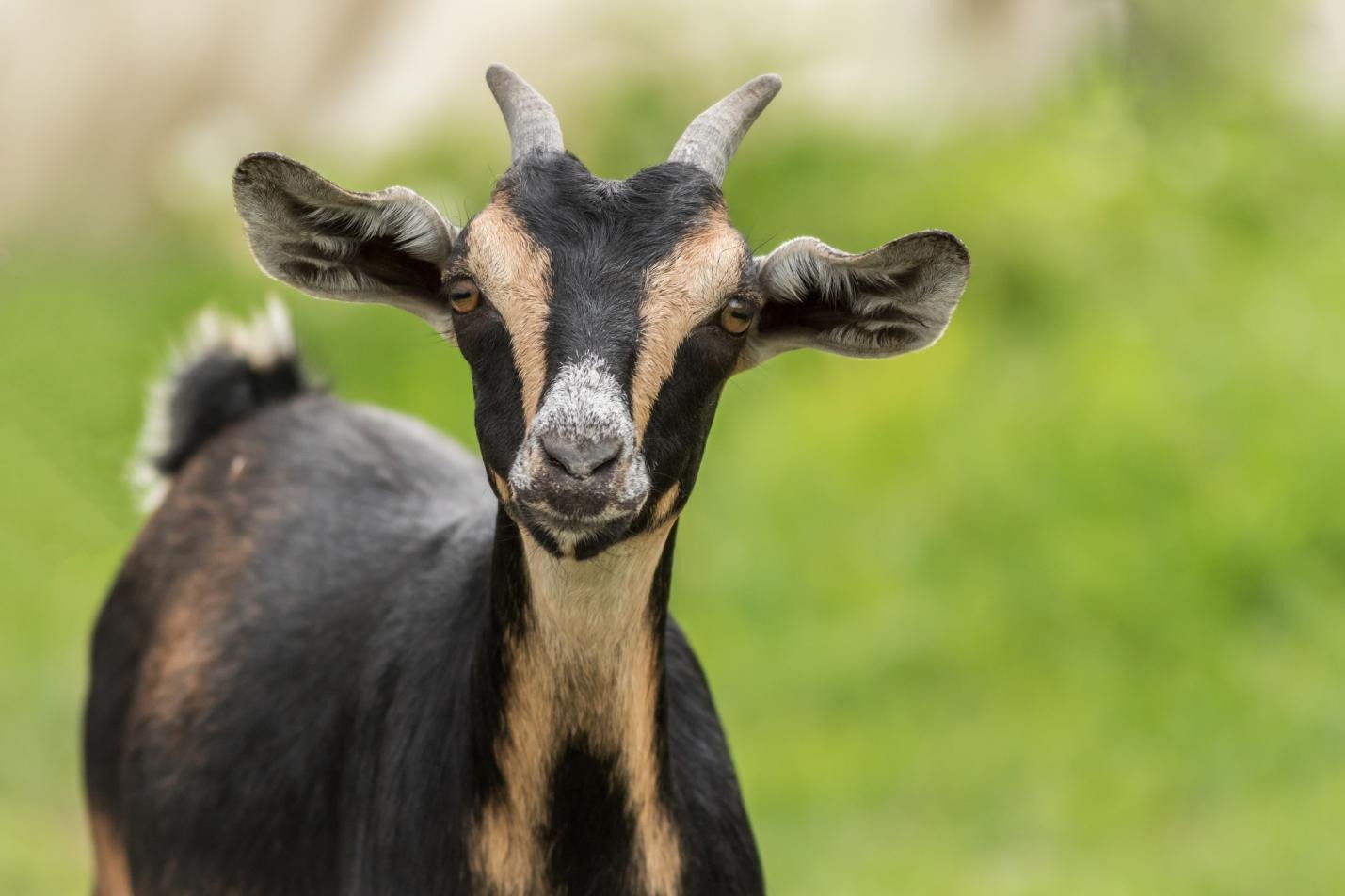 What Are the Signs of Joint Problems in Goats?
